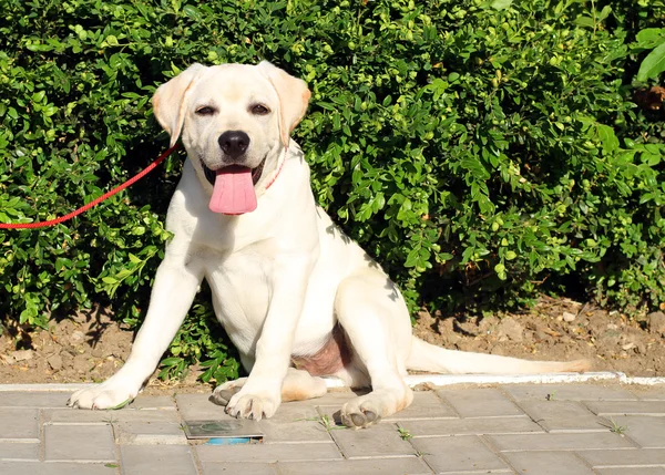 Un cachorro labrador feliz amarillo en el jardín —  Fotos de Stock