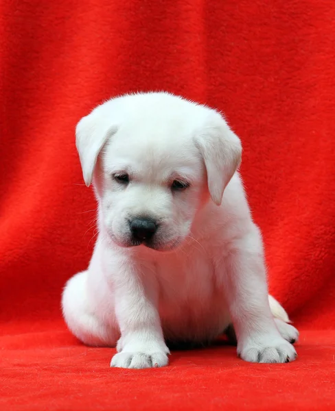 Labrador puppy on a red background — Stock Photo, Image