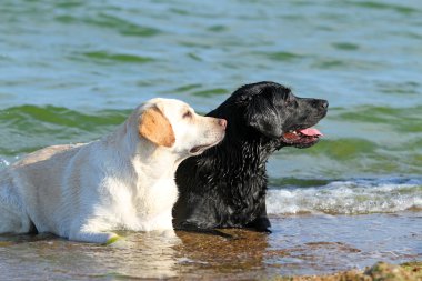 iki güzel Labrador'un denizde
