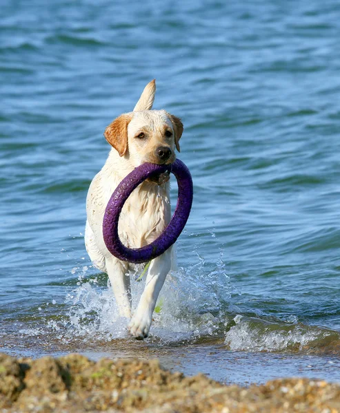 Sebuah labrador berjalan oleh laut — Stok Foto