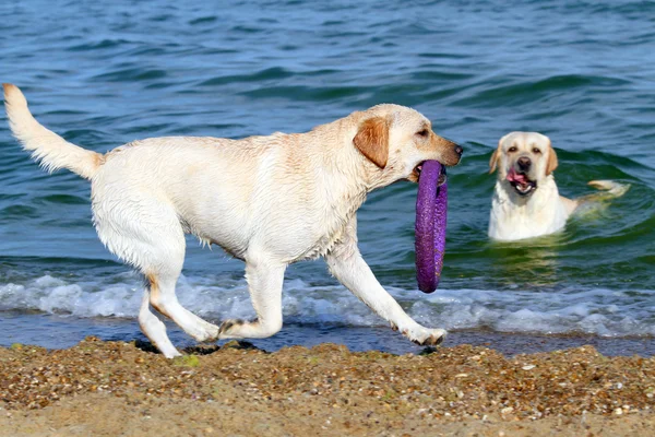 The cute yellow labrador running by the sea — Stock Photo, Image