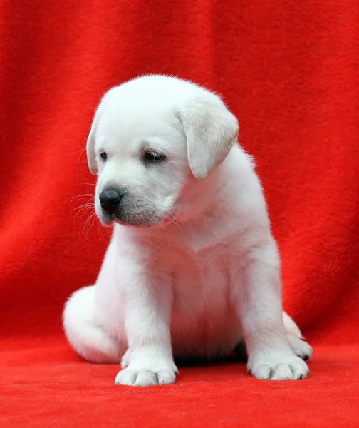 Labrador kiskutya-a piros háttér — Stock Fotó
