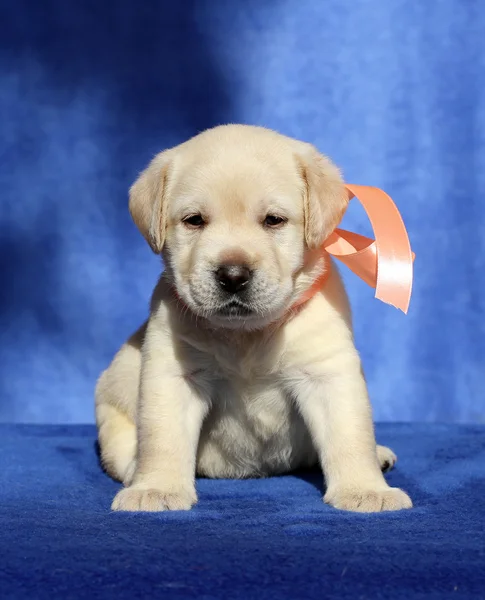 Nice labrador puppy on a blue background — Stock Photo, Image