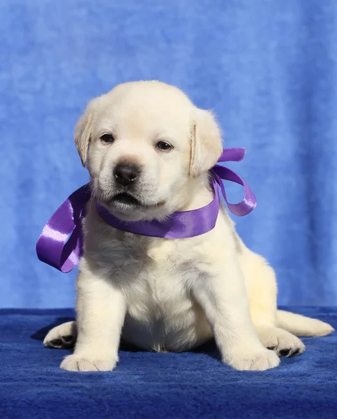 Nice labrador štěně na modrém pozadí — Stock fotografie