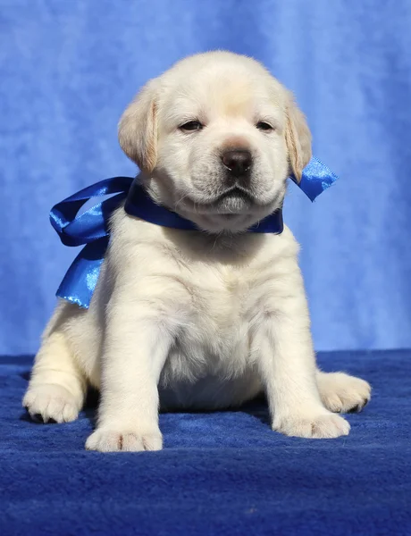 A nice labrador puppy on a blue background — Stock Photo, Image