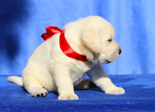 Pěkný malý labrador štěně na modrém pozadí — Stock fotografie