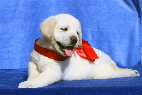 Roztomilý malý labrador štěně na modrém pozadí — Stock fotografie