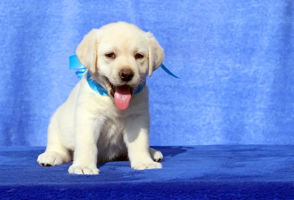 Um filhote de cachorro pequeno labrador em um fundo azul — Fotografia de Stock