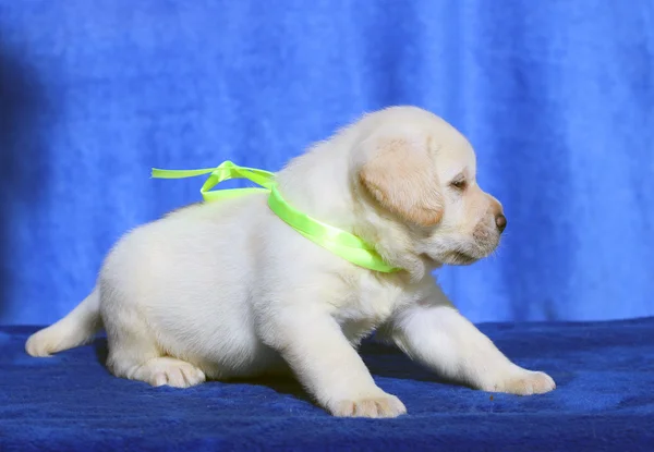 Pěkný malý labrador štěně na modrém pozadí — Stock fotografie