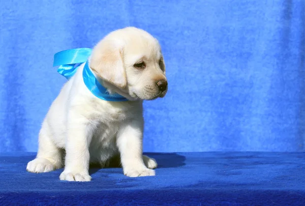 O filhote de cachorro pequeno labrador em um fundo azul — Fotografia de Stock