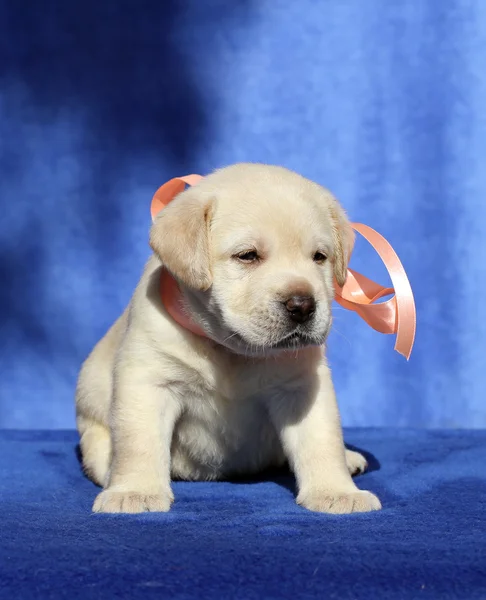 Filhote de cachorro pequeno labrador agradável em um fundo azul — Fotografia de Stock