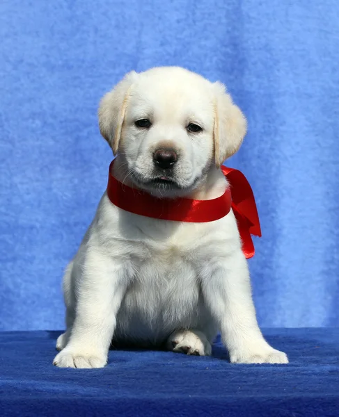 Mavi arka planda küçük bir labrador köpeği. — Stok fotoğraf