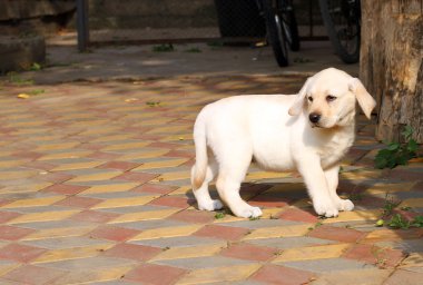 bahçede mutlu sarı labrador köpek yavrusu