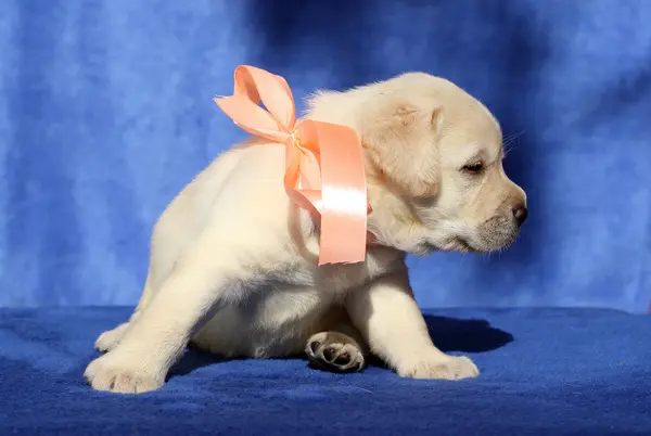 Pěkný malý labrador štěně na modrém pozadí — Stock fotografie