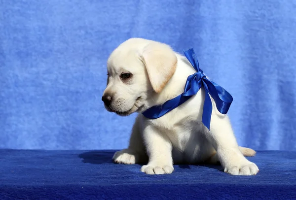 Pěkný malý labrador štěně na modrém pozadí — Stock fotografie