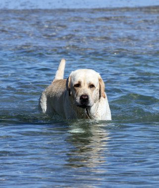 labrador Yüzme deniz