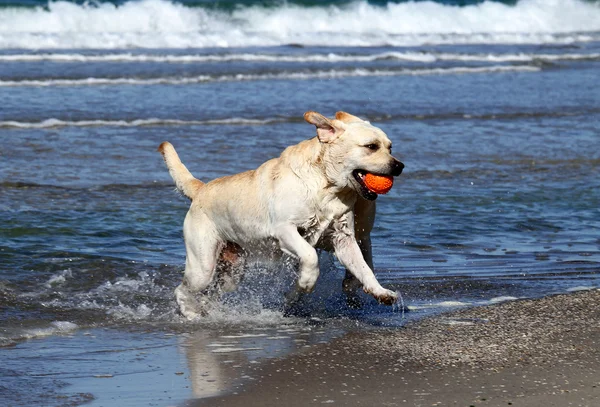 Labrador di laut dengan bola — Stok Foto