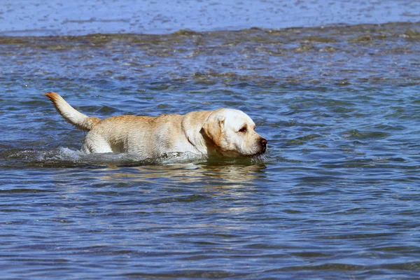 Labrador, koupání v moři — Stock fotografie