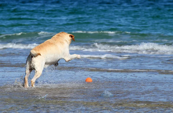 Labrador nuotare in mare con una palla — Foto Stock