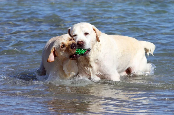 Två gula labradorer spelar i havet — Stockfoto