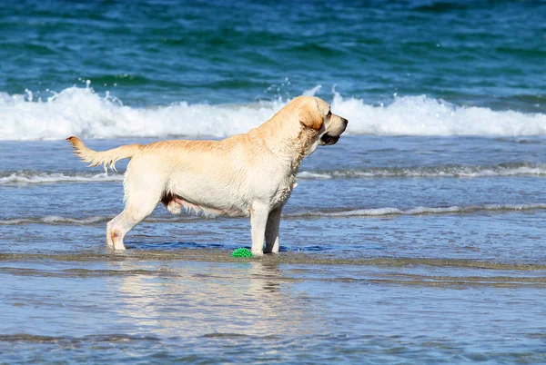 Labrador, hraje v moři s míčem — Stock fotografie