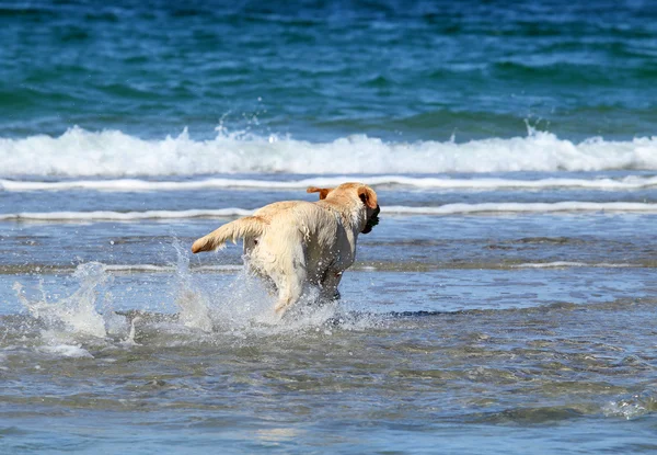 Un bonito labrador amarillo nadando en el mar — Foto de Stock