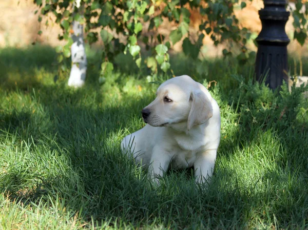 O filhote de cachorro labrador amarelo agradável na grama verde — Fotografia de Stock