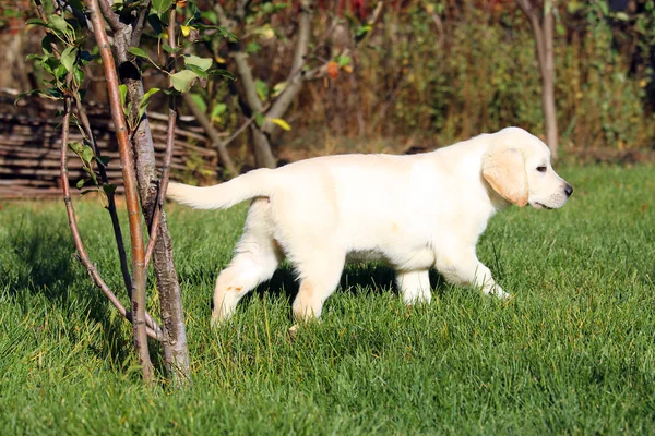 O filhote de cachorro bonito pequeno labrador amarelo na grama verde — Fotografia de Stock