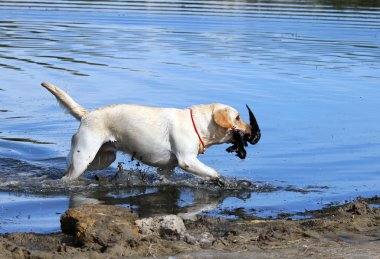 bir sarı Labrador alma avcılık