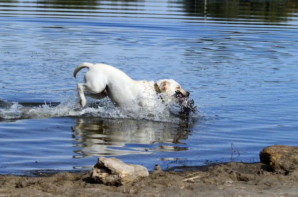 Labrador alma avcılık — Stok fotoğraf
