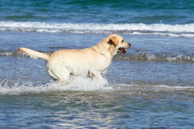 Deniz sarı labrador Yüzme