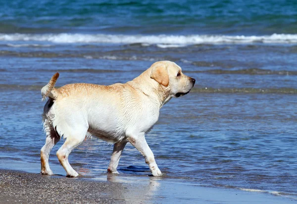 Labrador jugando en el mar — Foto de Stock