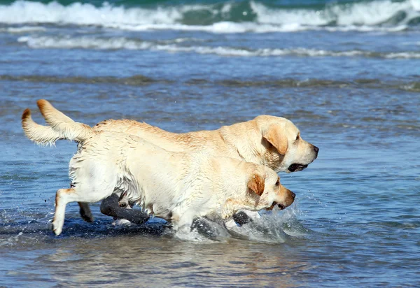 Labradors at the sea — Stock Photo, Image