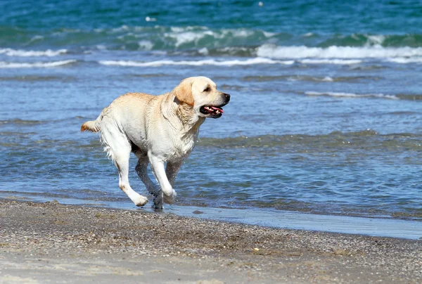 Um belo labrador amarelo correndo no mar — Fotografia de Stock