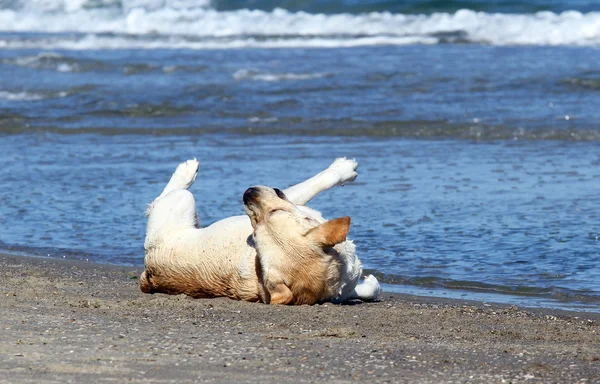 El labrador jugando en el mar —  Fotos de Stock