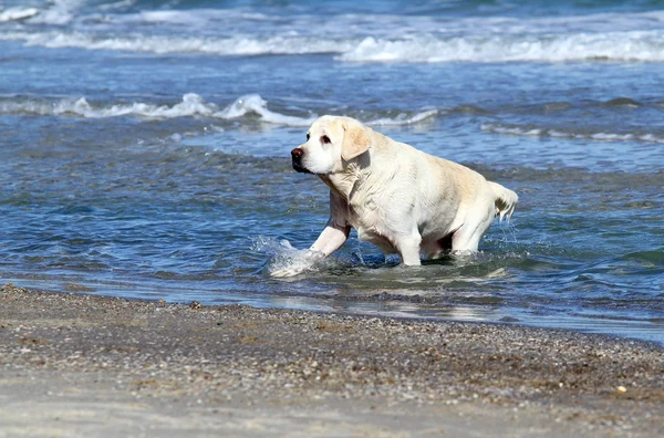 Le labrador nageant dans la mer — Photo