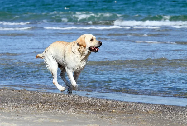 A nice yellow labrador running in the sea Royalty Free Stock Images