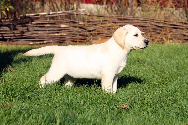 Um bom cachorro labrador amarelo brincando na grama verde — Fotografia de Stock