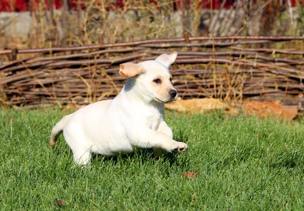 Kleine mooie gele labrador puppy spelen in groene gras — Stockfoto