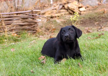 güzel Siyah labrador yavrusu Güz