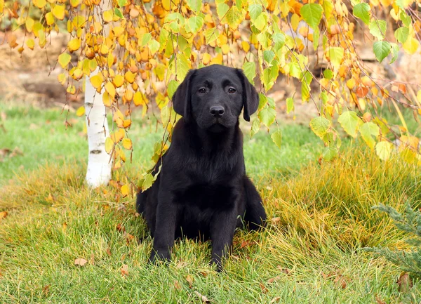 Der kleine schwarze Labrador-Welpe im Herbst — Stockfoto