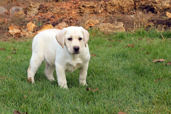 The little nice yellow labrador puppy in autumn — Stock Photo, Image