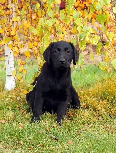 Um pouco de bom cachorro labrador preto no outono — Fotografia de Stock