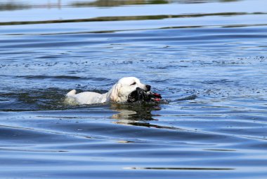 güzel bir labrador av