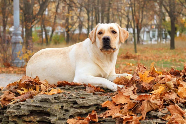 Gelber Labrador im Herbst im Park — Stockfoto
