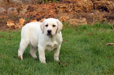 sonbaharın güzel sarı labrador köpek yavrusu