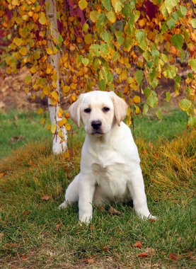 sonbaharın güzel sarı labrador köpek yavrusu
