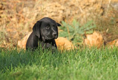 bir güzel Siyah labrador yavru Güz