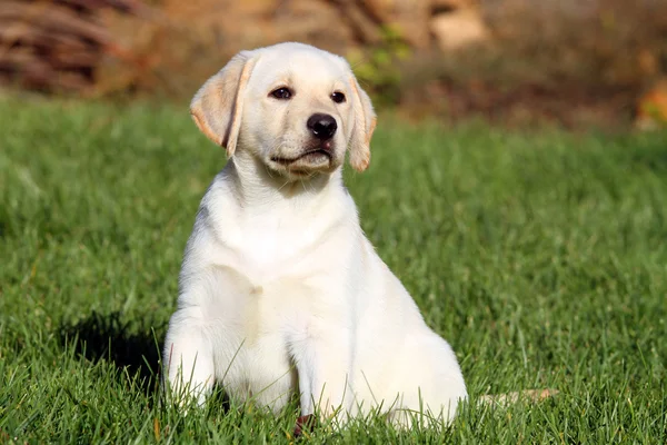 Piccolo bel cucciolo labrador giallo in autunno — Foto Stock