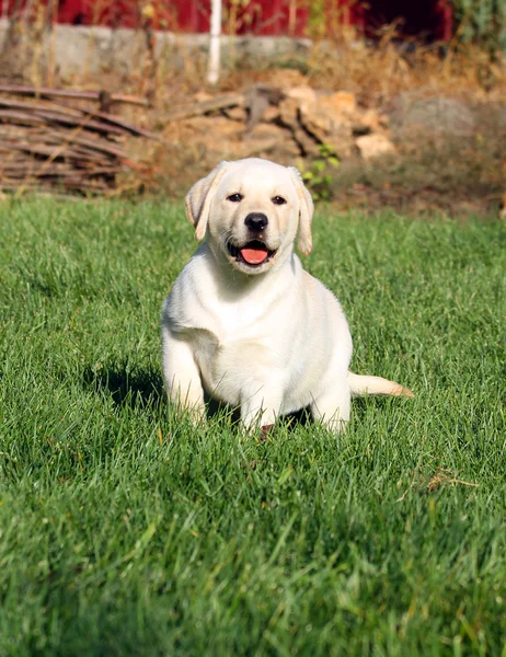 Mały fajny żółty szczeniak labrador jesienią — Zdjęcie stockowe